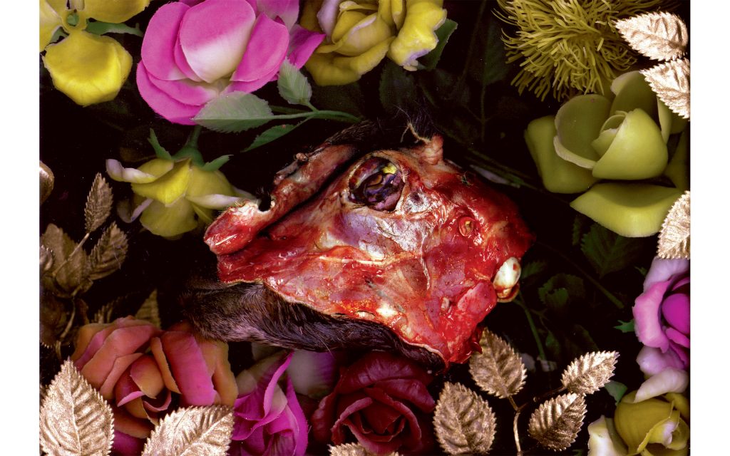 Chivo con flores | Goat with flowers